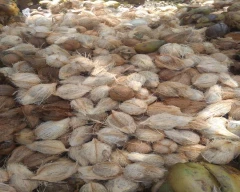 De Husked Coconut for sale in Ramanathapuram