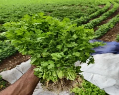 Normal Coriander Leaves for sale in Rajkot