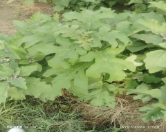 Bharta Brinjal for sale in Faizabad