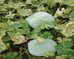 Normal Ash gourd for sale in Chitradurga