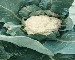 Hybrid Cauliflower for sale in Pune