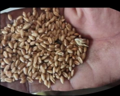Normal Wheat for sale in Deoria