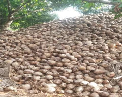 Normal Coconut for sale in Dindigul