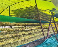 Seedless Dry Grapes for sale in Sangli