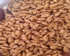 A Grade Quality Wheat required in Uttar Dinajpur