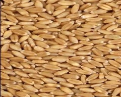 A Grade Quality Wheat for sale in Farrukhabad