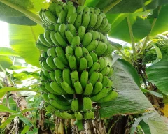 Normal Banana for sale in Tinsukia