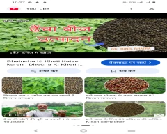 Seed Dhaincha for sale in Ajmer