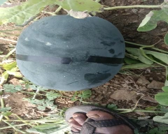 Normal Watermelon for sale in Osmanabad