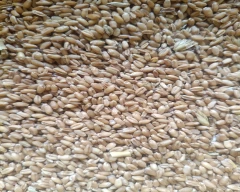 Shree Ram 303 Wheat for sale in Bulandshahr