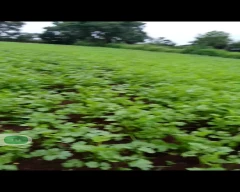 Normal Coriander Leaves for sale in Betul