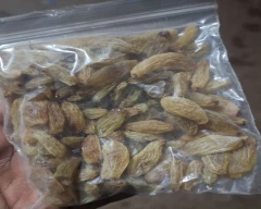 Normal Grapes for sale in Sangli
