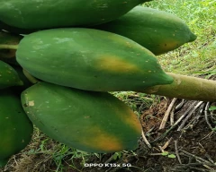 Number 15 Papaya for sale in Jalgaon