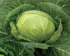 A Grade Quality Cabbage required in Betul