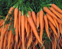 Normal Carrot for sale in Bengaluru Rural