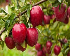 Kashmiri Apple required in Farrukhabad