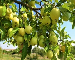 Green Apple required in Gomati