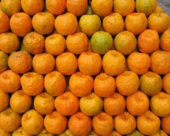 Nagpuri Orange for sale in Yavatmal