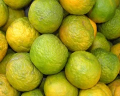 A Grade Quality Orange for sale in Coimbatore