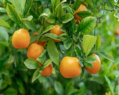 A Grade Quality Orange required in Salem