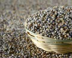 B Grade Quality Bajra required in Alwar