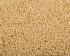White Jowar required in Tumakuru