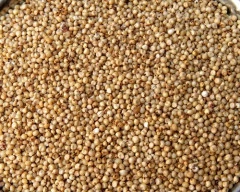 White Jowar required in Nashik