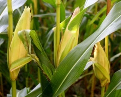 Corn Maize required in Koppal