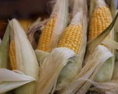 Corn Maize required in Mysuru