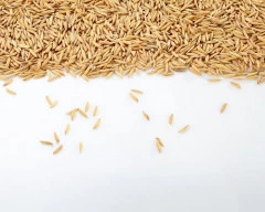1010 Paddy required in Mandsaur