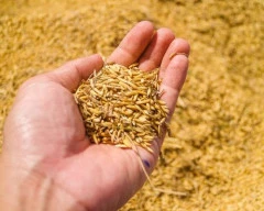 Normal Paddy required in Ghazipur