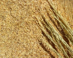 1010 Paddy required in Nagpur
