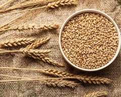 A Grade Quality Wheat required in Ballari