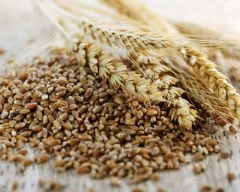Sharbati Wheat required in Meerut