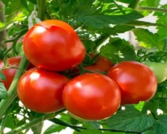 A Grade Quality Tomato for sale in Haveri