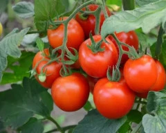A Grade Quality Tomato for sale in Nashik