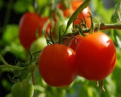 A Grade Quality Tomato for sale in Bilaspur