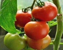 Normal Tomato for sale in Shivpuri