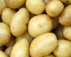 Pukhraj Potato required in Umaria
