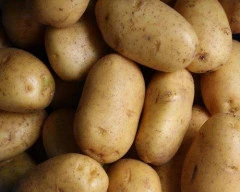 3797 Potato required in Morena