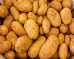 A Grade Quality Potato for sale in Banaskantha