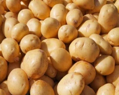 Chipsona Potato required in Sitapur