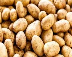 Chipsona Potato for sale in Unnao