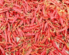 Guntur Dry Chilli required in Madhepura