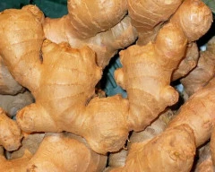 A Grade Quality Ginger required in Pratapgarh