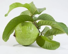 Normal Guava for sale in Sawai Madhopur