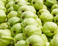 Taiwan Pink Guava for sale in Coimbatore
