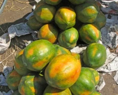 Hybrid Papaya for sale in Dhule