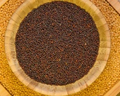 Black Mustard required in West Singhbhum