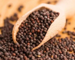 Black Mustard required in Fatehpur